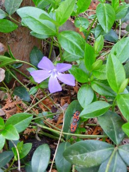 800px-Feuerwanzen_auf_Immergrün