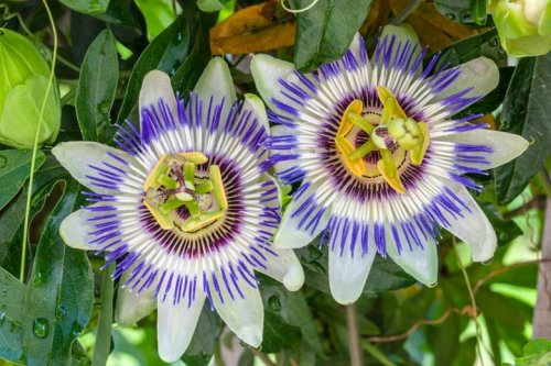 Passiflora montana
