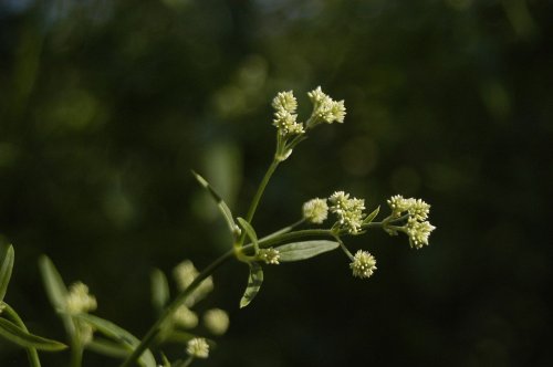 1280px-Pfaffia_glomerata-costapppr