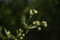 1280px-Pfaffia_glomerata-costapppr