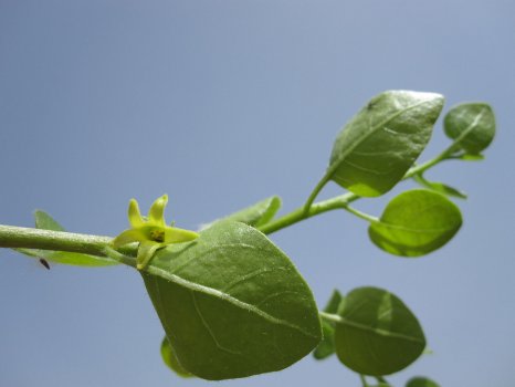 1280px-Withania_frutescens