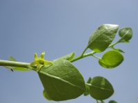 1280px-Withania_frutescens