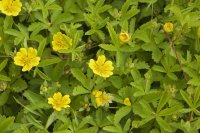 1280px-Potentilla_reptans_beauvais-carriere-bracheux_60_20062008_1