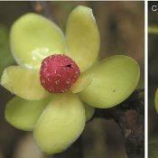 Flowers-of-Kadsura-longipedunculata-Arrowhead-denotes-anther-or-stigma-A-Female_Q640