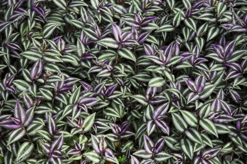 73044577-purple-and-green-leaves-background-tradescantia-zebrina-
