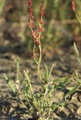 Ahosuolaheinä_(Rumex_acetosella)