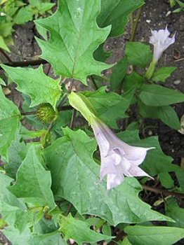 220px-Datura_stramonium_2_(2005_07_07)