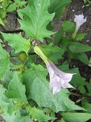 220px-Datura_stramonium_2_(2005_07_07)