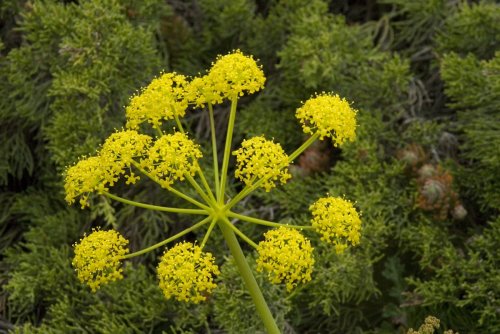 Thapsia transtagana 1, Saxifraga-Willem van Kruijsbergen