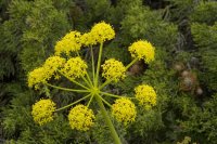 Thapsia transtagana 1, Saxifraga-Willem van Kruijsbergen