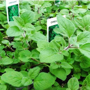 47582808_2169183306679551_3835404076843353875_n