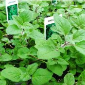 47582808_2169183306679551_3835404076843353875_n