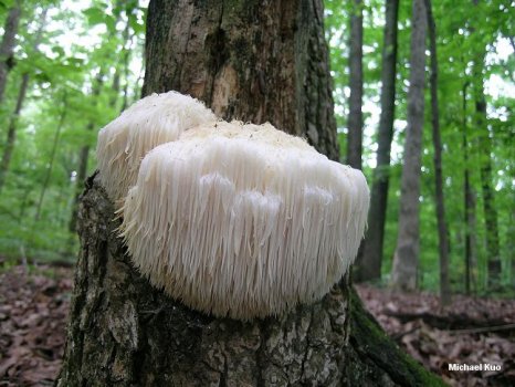 hericium_erinaceus_02big