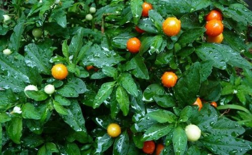 گیلاس_زمستانی