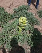 20589499_1969529079929105_7578411657114681344_n