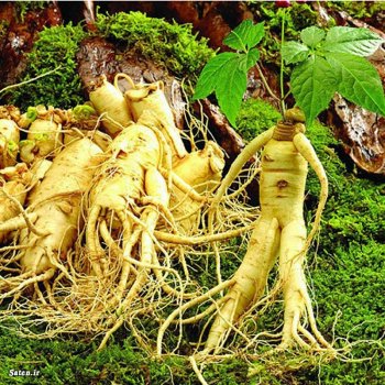 Wild-font-b-ginseng