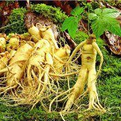 Wild-font-b-ginseng