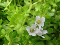 Starr_070815-8055_Bacopa_monnieri