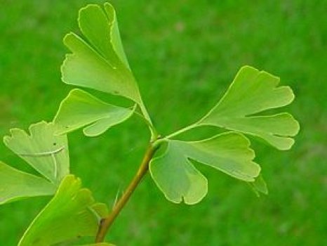 300px-Gingko-Blaetter