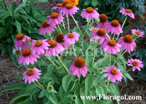 Echinacea02