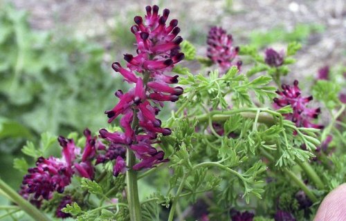 خواص-گیاه-شاتره