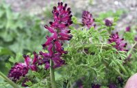 خواص-گیاه-شاتره