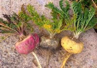 932171098521105155860103365810342164255