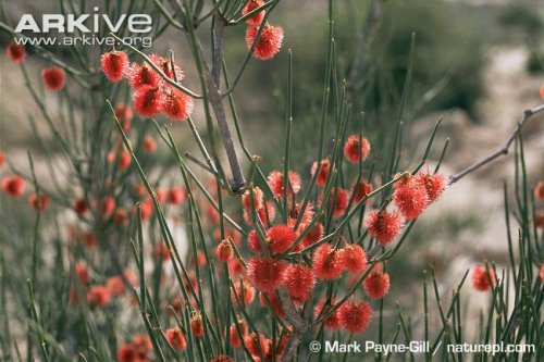 20170505131008Calligonum comosum