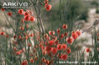 20170505131008Calligonum comosum