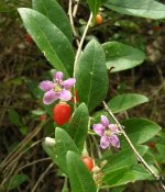 20170325144228Lycium barbarum 