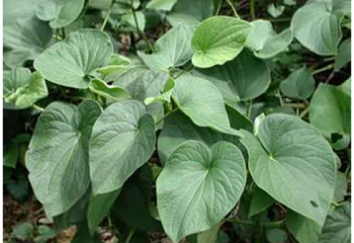 files-news-656415mokamelshenasikava2[97590c11d27503ed841a1977ed4378d4]