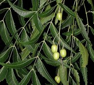 neem-azadirachta-indica-