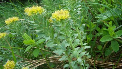 Rhodiola_rosea_a2-750x430