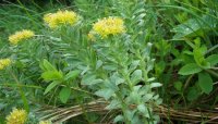 Rhodiola_rosea_a2-750x430
