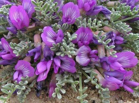 عسل-گون-طوبی