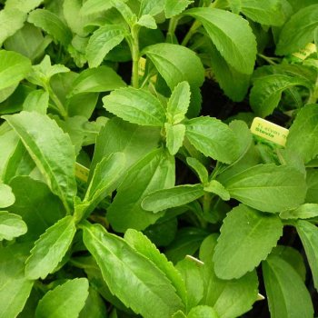stevia-seed
