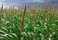 Tamil_News_large_186390820170927064247