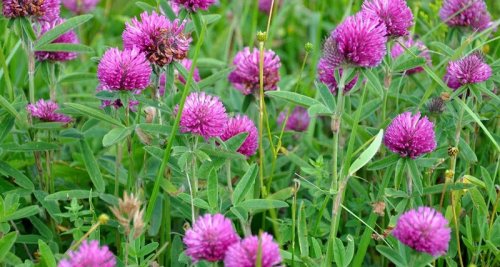 خواص-شبدر-قرمز-۱۱-فایده-شگفت-انگیز-شبدر-قرمز-برای-سلامتی،-پوست-و-مو