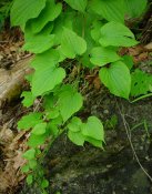 20161130182235Dioscorea  spp. 