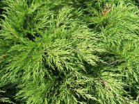 juniperus-virginiana908