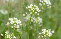 عکس-گیاه-کیسه-کشیش