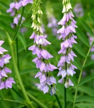 liquorice-plant-glycyrrhiza-glabra-288x330