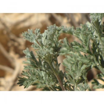 بذر-درمنه-دشتی-f1-و-f2