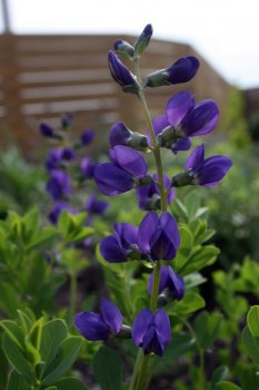 download-61-683x1024