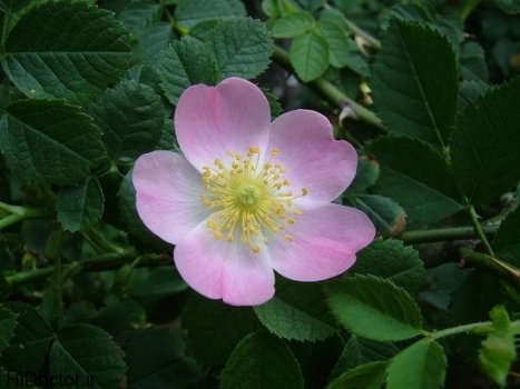 Rosa-Canina-2