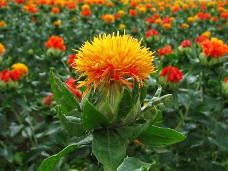 اصفهان-+برداشت+گلرنگ