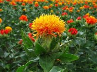 اصفهان-+برداشت+گلرنگ