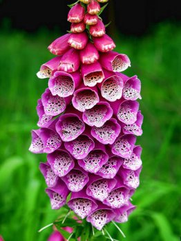366374FOXGLOVE