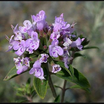 27879907_360728374336355_274717674599088128_n