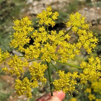 Prangos-ferulacea-L.-Lindl.-1825-3862-6